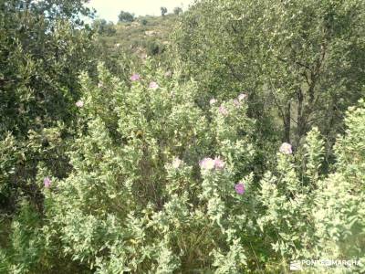 Alto Palancia, Comarca entre Parques Naturales; te deseo felices fiestas cerezos en primavera sierra